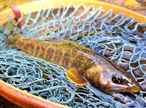 オショロコマの釣果