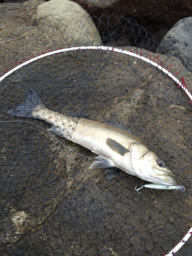 スズキの釣果