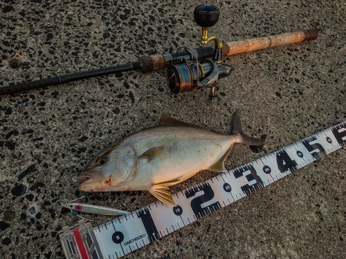 カンパチの釣果