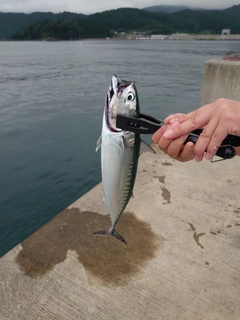 マルソウダの釣果