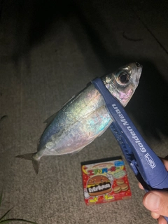 マルアジの釣果