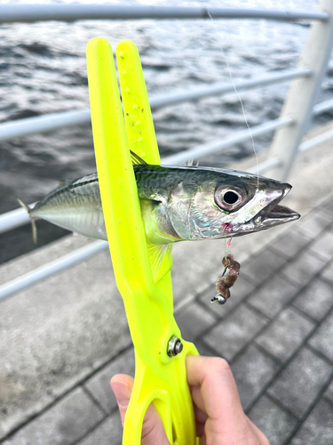 サバの釣果