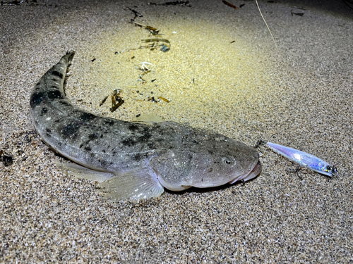 マゴチの釣果