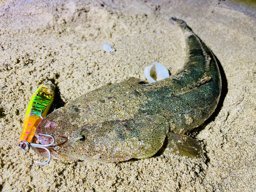 マゴチの釣果