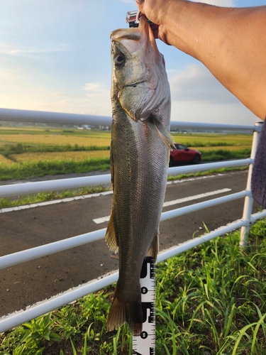 マルスズキの釣果