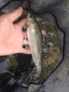 アユの釣果