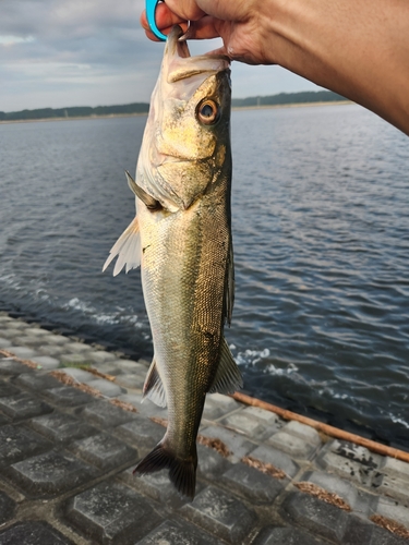 フッコ（マルスズキ）の釣果