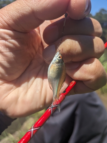 タナゴの釣果