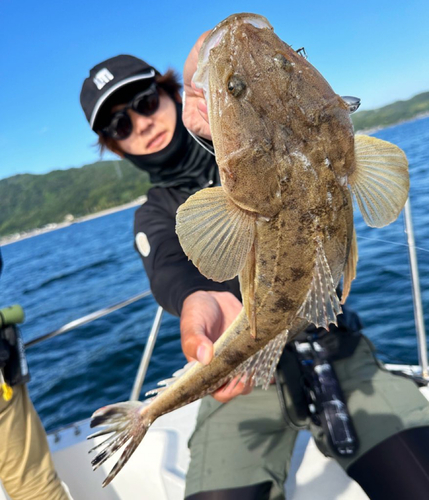 マゴチの釣果