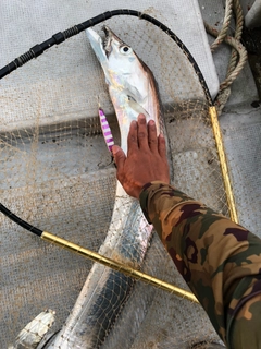 タチウオの釣果