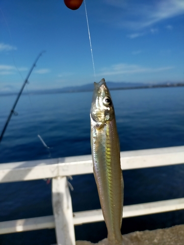 キスの釣果