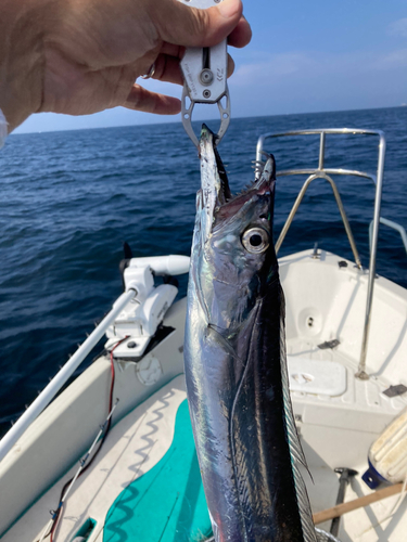 タチウオの釣果