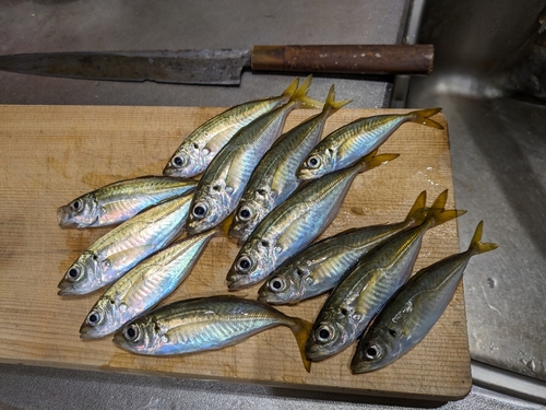 アジの釣果