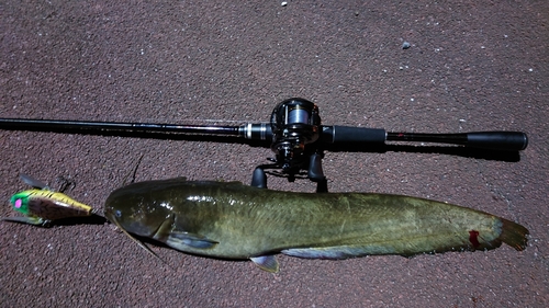 ナマズの釣果