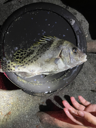 コショウダイの釣果