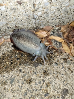 シリヤケイカの釣果