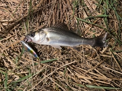 セイゴ（マルスズキ）の釣果