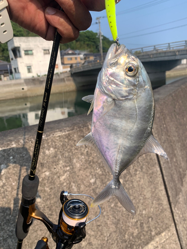 ロウニンアジの釣果