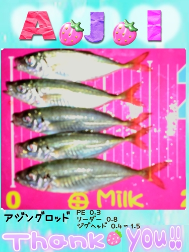 アジの釣果