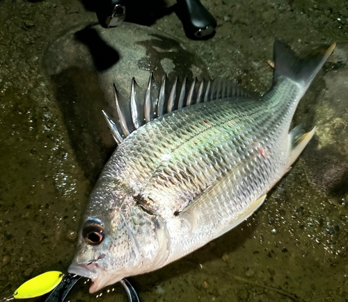 キビレの釣果