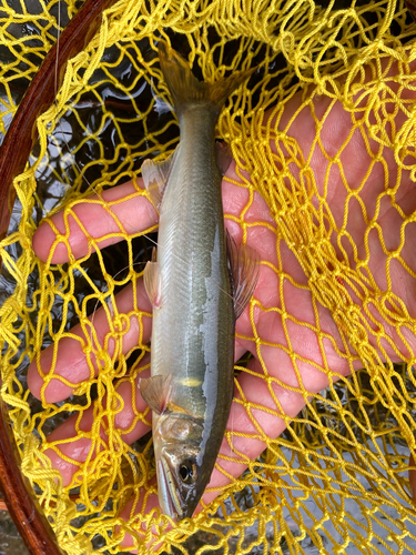 アユの釣果