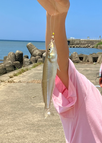 キスの釣果