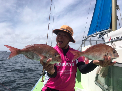 マダイの釣果