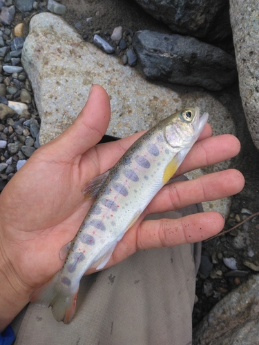 アマゴの釣果