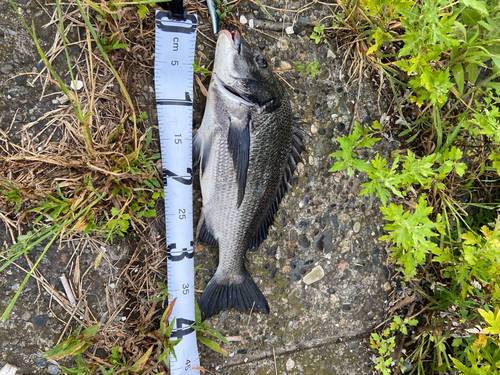 クロダイの釣果