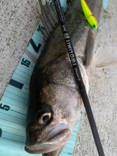 シーバスの釣果