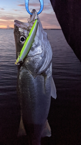 シーバスの釣果