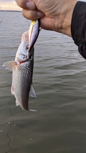 ニゴイの釣果