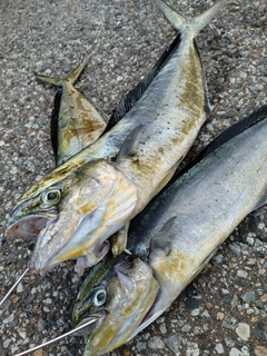 シイラの釣果