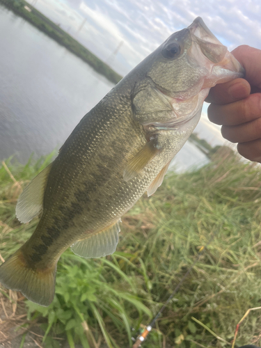 ラージマウスバスの釣果