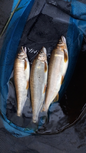 アユの釣果