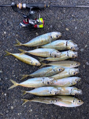 アジの釣果