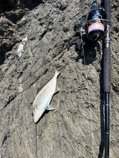 ネイリの釣果