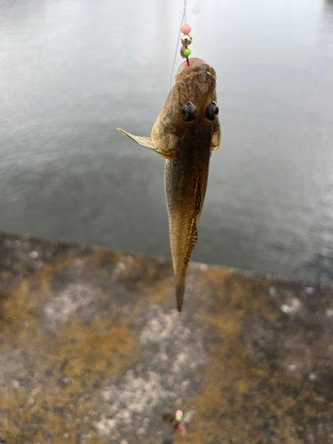 ハゼの釣果