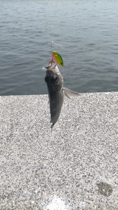 クロメバルの釣果