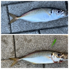 サバの釣果