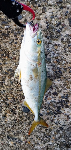 ワカシの釣果