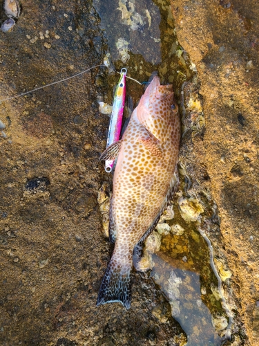 オオモンハタの釣果