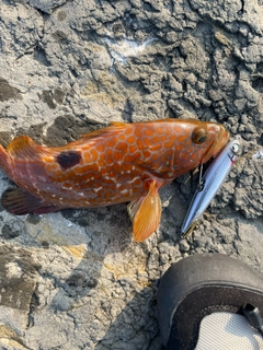 キジハタの釣果