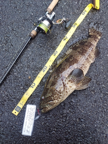 チャイロマルハタの釣果