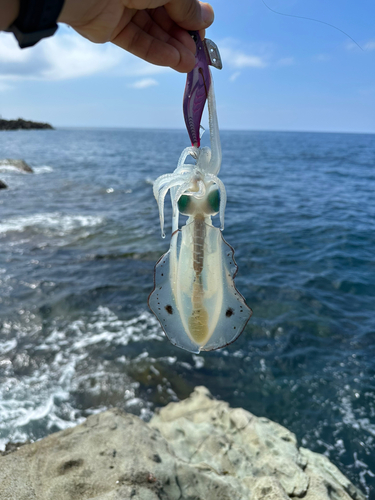 アオリイカの釣果