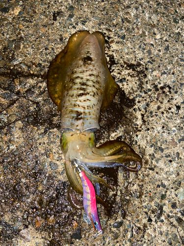 アオリイカの釣果