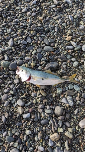 ワカシの釣果