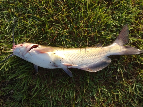 アメリカナマズの釣果