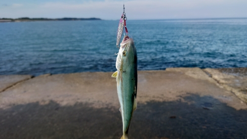 コゾクラの釣果