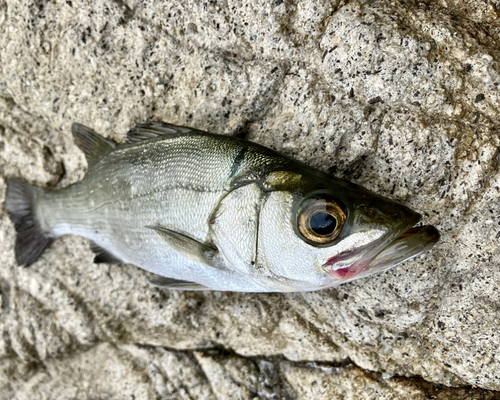 セイゴ（ヒラスズキ）の釣果